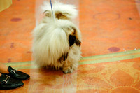 Pekingese Sweepstakes Sat