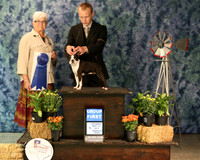 Boston Terrier #6 Sat G1 Candice McEnaney Agent B Livingston Judge M Purkhiser Amarillo Sep 2013