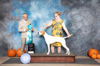 Pointer #6 OHBIS Sun Judge Tim Cattersonn