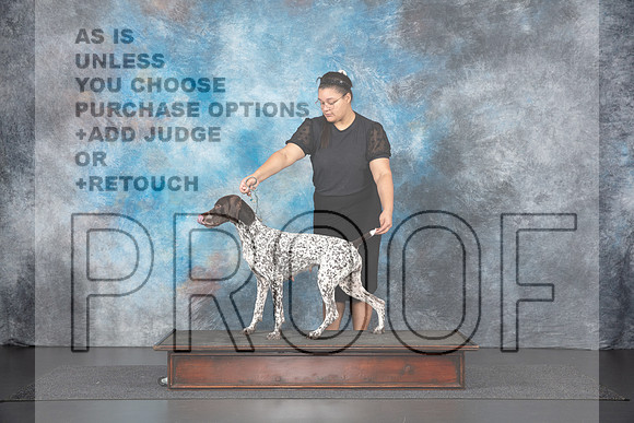 German Shorthaired Pointer Sat Fun__JP_1196_UKCLNGVIEWOCT2024_2024_HR3