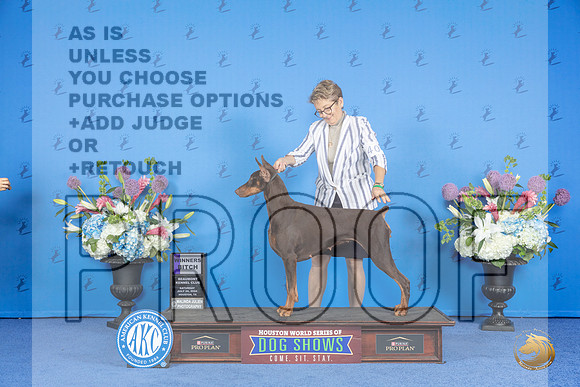 Doberman #42 SAT WB Judge Jon Cole__JP_9894_Houston_2024_HR3