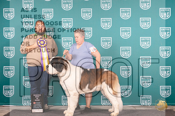 St Bernard #238 Sat RBIS Judge William Chrazanowski__JP_2125_UKCEastern_2024_HR3