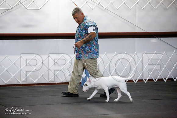 _JJ_2395-BullTerrierAzilApr2016-HR3