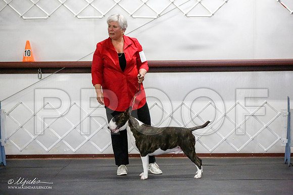 _JJ_4100-BullTerrierAzilApr2016-HR3