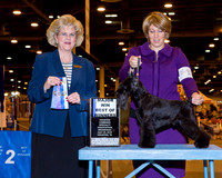 Miniature Schnauzer #19 Wed BOW Maj Whoric Jason AGent Matias Mato Judge Mrs Vicki L Abbot