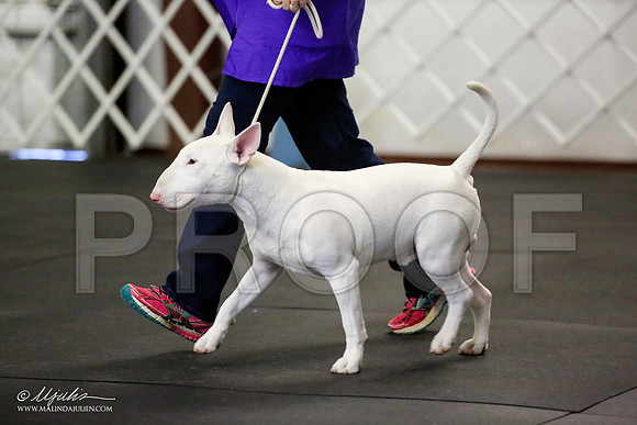 _JJ_2345-BullTerrierAzilApr2016-HR3
