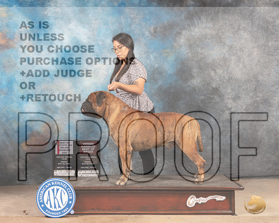 Bullmastiff #19 BOSWDOHBOB Judge Joan Liebes-MMJ_3226-Addison2022-HR3