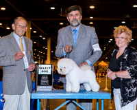 Bichon Frise #19 Wed SD Zloza Michael Jr Agent David Scheiris Judge Robert Indeglia