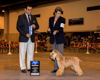 Airedale Terrier #7 Sun BOW Leibensberger Deborah & Pamela Macomber Judge Mr Joao Machado