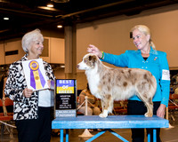 Miniature American Shepherd #14 Fri BOB Mcadams Jeanie Troyan & Dr Douglas Mcadams Judge Mrs Keke Kahn