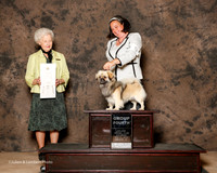 Tibetan Spaniel #5 Sat G4 Halpain Lisa Judge Paula Hartinger