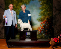 West Highland White Terrier #8 Sat WB Medrzycki Carol and Christie Mariotto Judge Joe Walton