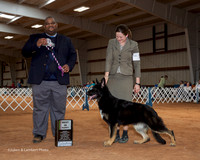 German Shepherd Dog #16 Sat Best Puppy Stevens Jamie M and Nancy Schneider Judge Michael Lynch