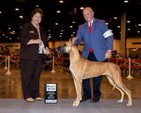Great Dane #18 Sun SB Poncio M & P & J Parsley & J & K Watts Judge Ms Nikki Riggsbee