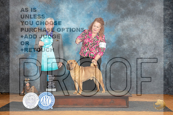 Chinese Sharp Pei #9 Sat OHBIS Judge Robert Stein__JP_8309_MARSHALL_2024_HR3