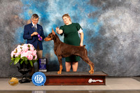Doberman Pinscher #31 FRI WD NCH Judge RIchard Powell