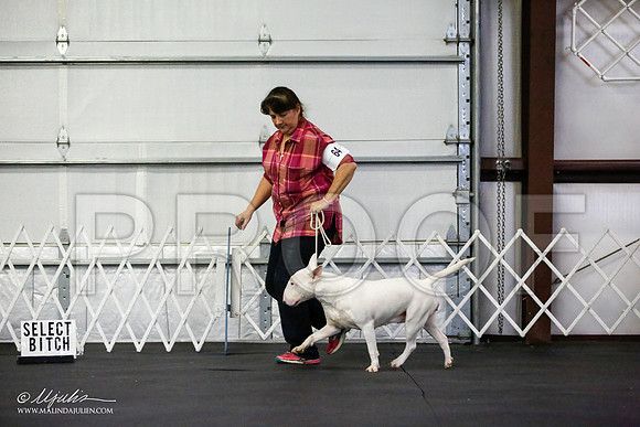 _JJ_1952-BullTerrierAzilApr2016-HR3