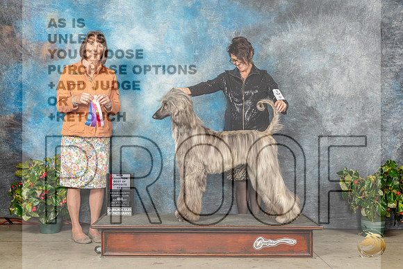 Afghan Hound #7 Sat BOSCH Judge Lee WhittierMJP_9368_SA2023_HR3