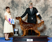 Irish Setter #27 Wed Maj bOW Folts Dr Silvia agent Christopher Keith Judge Donna Buxton