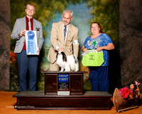 Japanese Chin #5 Sat G1 Wilson Rick and Dale Martenson Judge Troy Dargin