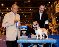 French Bulldog #10 Sat BOW ONeill Tommy & Noah Millsap Judge Dr Robert A Indeglia