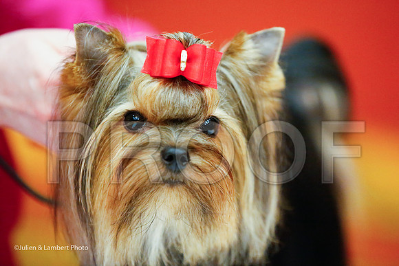 _JJ_8549-YorkieNatJul2016-HR