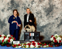 Pekingese #10 Sat Maj BOS Skinner Colleen and Roma Skinner Judge Nikki Riggsbee