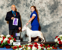 Bull Terrier White #22 Sat WB Maj Pineda Juan C Agent Nicol Jellison Judge Mr Robert J Shreve