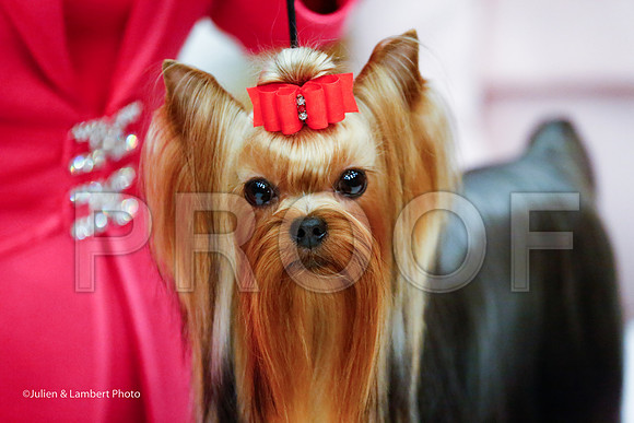 _JJ_8725-YorkieNatJul2016-HR