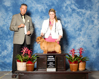 Norfolk Terrier #5 Sun NGC SD Dennis Katrina Judge Bart Miller