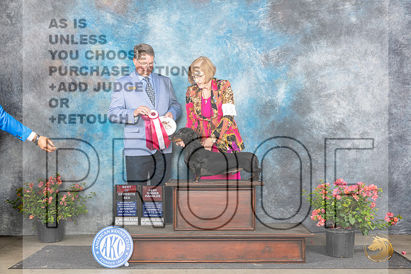 Dachshund Smooth #15 Sat BOSOHBOB Judge Kenneth L Hagmueller__JP_4860_San Antonio_2024_HR3