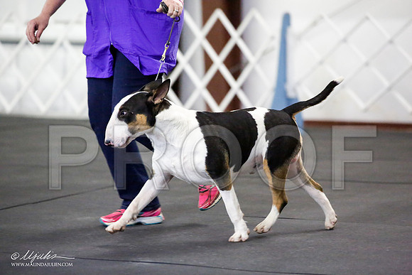 _JJ_2173-BullTerrierAzilApr2016-HR3