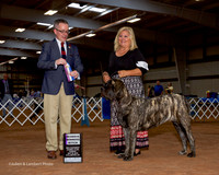 Mastiff #6 Sun RWB Weese Cindy and Elise Slone Judge Jim Owens