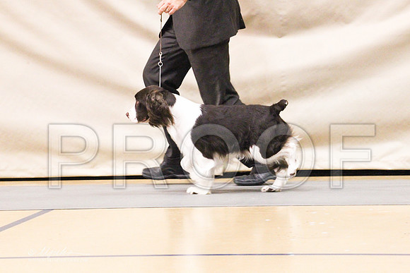 Spaniels(EngSpri)-4612LR