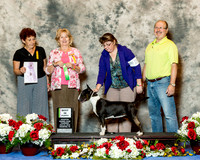 Bull Terrier colored #30 Thurs Best Puppy Trzeciak Jean and Jerry and Glenna Wright Judge Candy Aron
