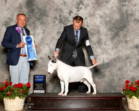 Bull Terrier #5 Sun G1 Hauptman Dr Phillip Hunter and Jeryl Dee Hauptman Judge Desmond Murphy