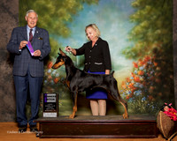 Doberman Pinscher #12 Sun WB Lynch Sara Agent Alisa Brotherhood Judge Brian Meyer