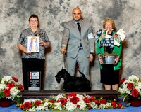 Scottish Terrier #14 Fri BiSS Edell Kelli Agent Jesus Moreno Judge Mrs Keke Kahn
