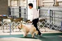 Bouvier Des Flandres Sat S1 Ring