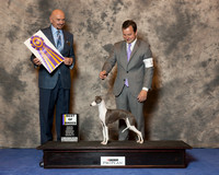 Italian Greyhound #12 Wed BOB Harris Carol A Judge Dr Gary L Sparschu