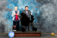 Poodle Std #17 Sat G2 Judge Sharon Newcomb