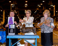 Dachshund Wirehaired #18 Wed Maj WB Walker Judy Judge Peggy Lloyd
