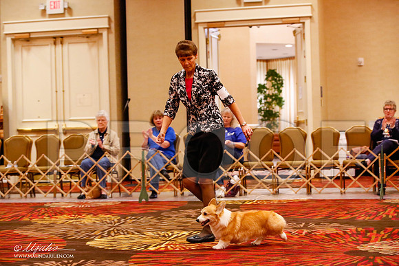 _JJ_9059-HstnCorgiFeb2015-HR3