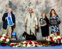 Scottish Terrier #14 Thurs G1 Edell Kelli Agent Jesus Moreno Judge Ronald Menaker