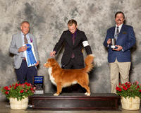 Nova Scotia Duck Tolling Retriever #5 Sat G1 Mosing Jennifer And Fitzmaurice and K Wbb Agent Brian Livingston Judge Desmond Murphy