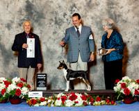 Rat Terrier #5 Sun G4 Little Theda and Ransome Little Agent Robert Chaffin Judge Robert Shreve