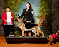 German Shepherd Dog #10 Sat G4 Maxwell Kevin and K and F Fasano and E Stiefferman Agent Nicol Jellison Judge Cindy Meyer