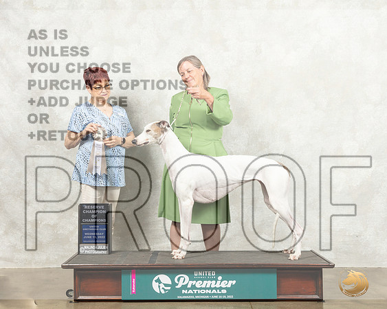 Greyhound #100 Wed RC Judge Marian Campbell_MMJ_6798_Premier_2022_HR3