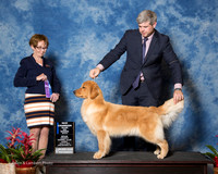 Golden Retriever #28 Sun NC WB Maj Mcdowell Linsay Judge Sharon Derrick
