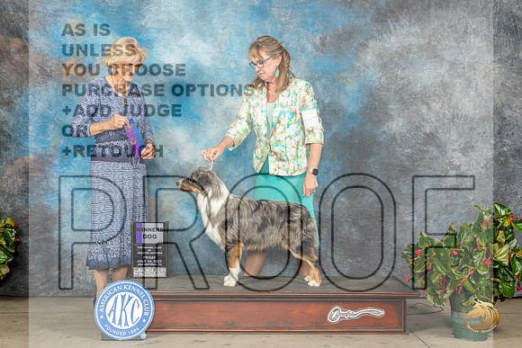 Miniature American Shepherd #17 Fri WD Judge Patti Widick NealeMJP_8452_SA2023_HR3